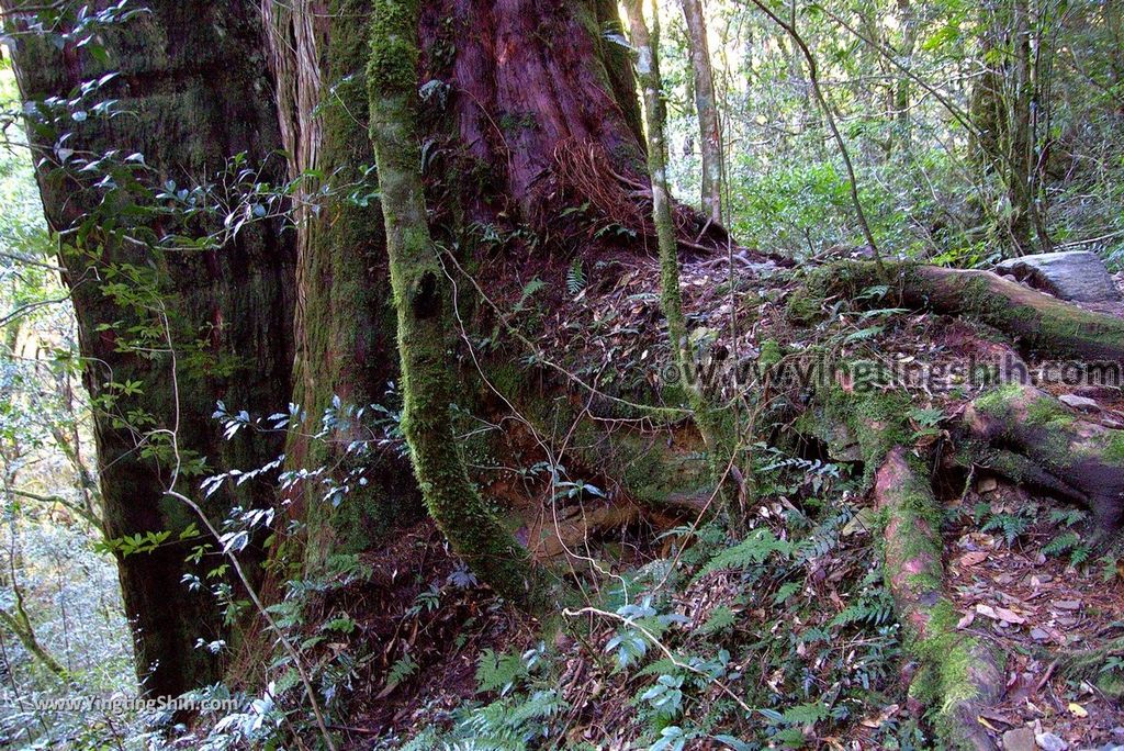 YTS_YTS_20190105_桃園復興拉拉山(達觀山)自然保護區／拉拉山神木群步道Taoyuan Fuxing Lalashan Natural Center173_3A5A2325.jpg