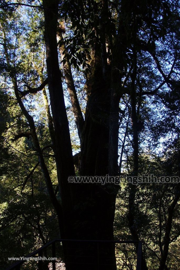 YTS_YTS_20190105_桃園復興拉拉山(達觀山)自然保護區／拉拉山神木群步道Taoyuan Fuxing Lalashan Natural Center179_3A5A2367.jpg