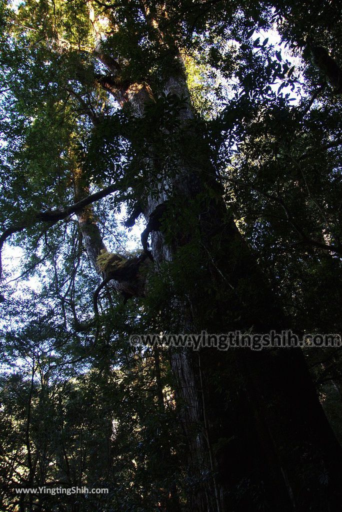 YTS_YTS_20190105_桃園復興拉拉山(達觀山)自然保護區／拉拉山神木群步道Taoyuan Fuxing Lalashan Natural Center167_3A5A2278.jpg