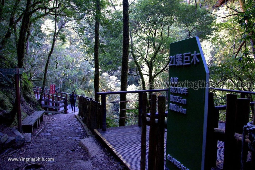 YTS_YTS_20190105_桃園復興拉拉山(達觀山)自然保護區／拉拉山神木群步道Taoyuan Fuxing Lalashan Natural Center192_3A5A2523.jpg