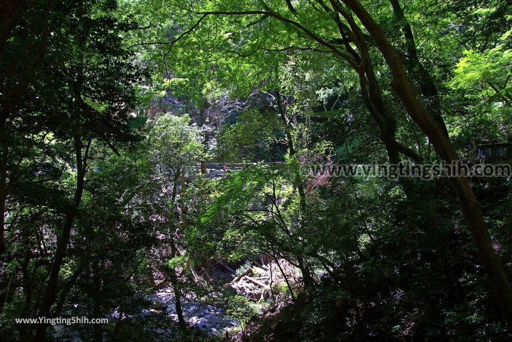 YTS_YTS_20180721_日本關西大阪箕面公園／箕面大滝／瀑布／釣鐘淵／地獄谷Japan Kansai Osaka Minoh Waterfall／Minoo Park081_3A5A3627.jpg