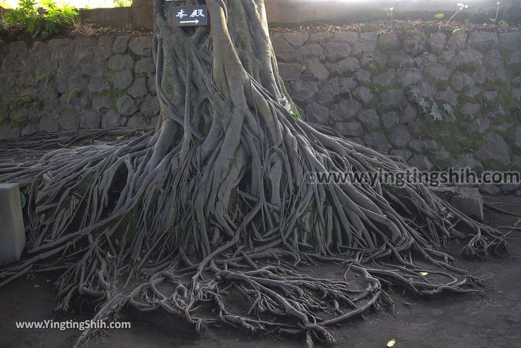 YTS_YTS_20190124_日本九州鹿兒島櫻島黒神埋没鳥居Japan Kyushu Kagoshima Kurokami Buried Shrine Gate034_3A5A1288.jpg