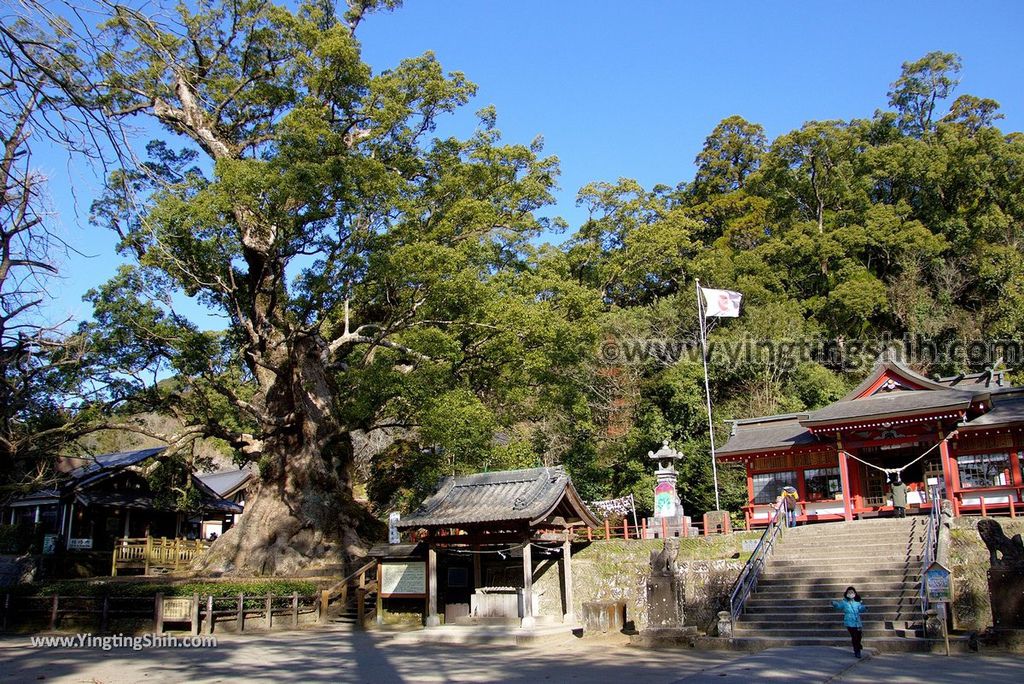 YTS_YTS_20190126_日本九州鹿兒島県姶良日本最大巨木／蒲生大楠／蒲生の大クスJapan Kagoshima Aira The Largest Tree In Japan006_3A5A2750.jpg