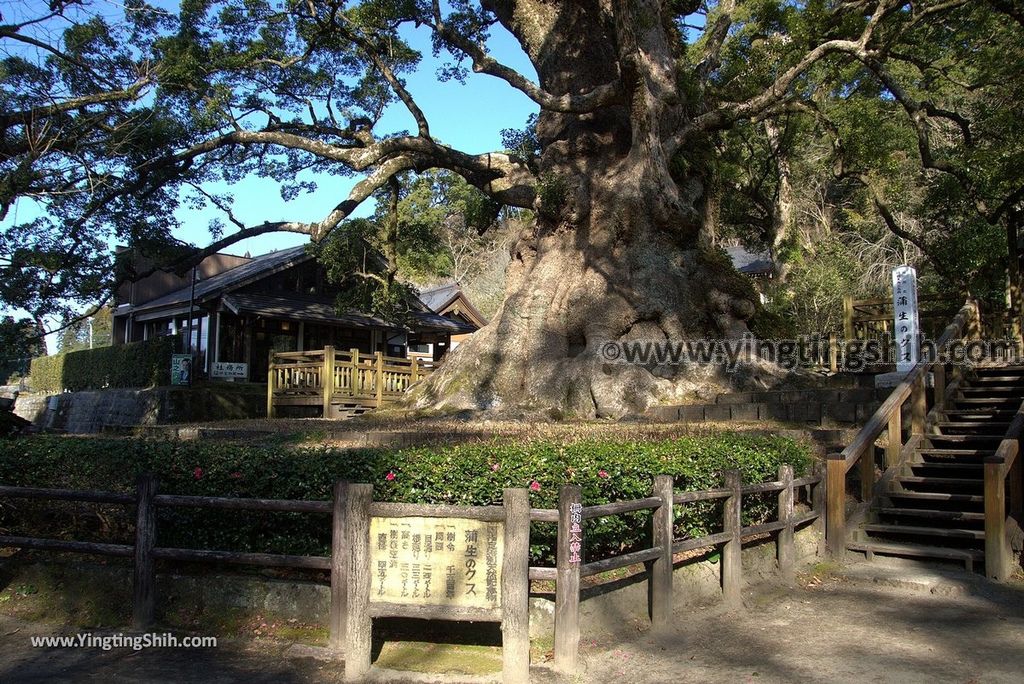 YTS_YTS_20190126_日本九州鹿兒島県姶良日本最大巨木／蒲生大楠／蒲生の大クスJapan Kagoshima Aira The Largest Tree In Japan010_3A5A2666.jpg