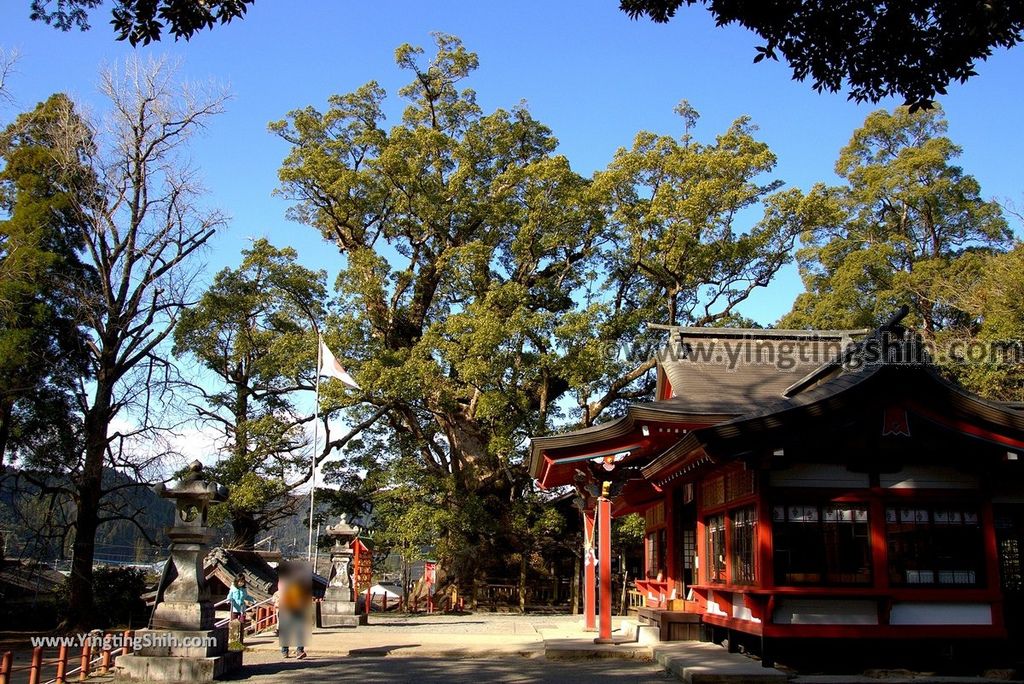 YTS_YTS_20190126_日本九州鹿兒島県姶良日本最大巨木／蒲生大楠／蒲生の大クスJapan Kagoshima Aira The Largest Tree In Japan024_3A5A2813.jpg