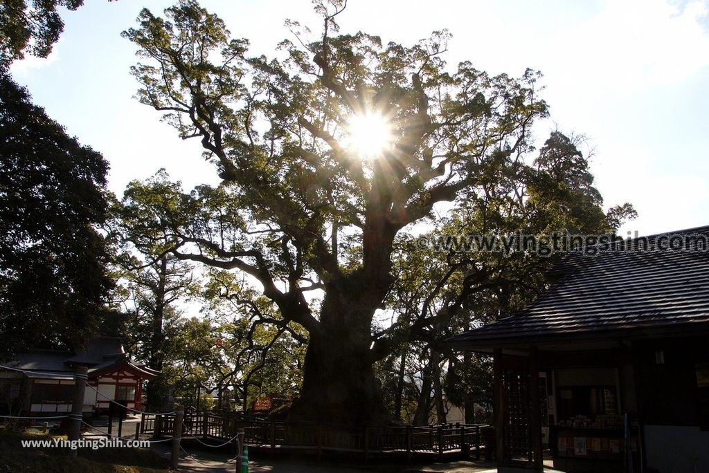 YTS_YTS_20190126_日本九州鹿兒島県姶良日本最大巨木／蒲生大楠／蒲生の大クスJapan Kagoshima Aira The Largest Tree In Japan034_3A5A2360.jpg