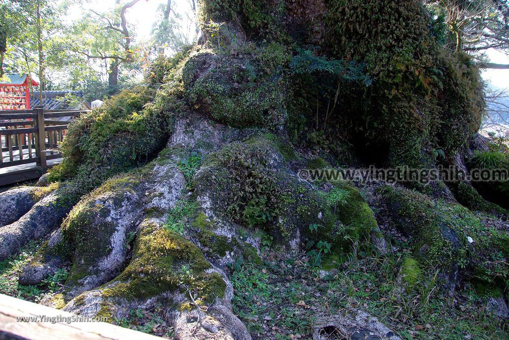 YTS_YTS_20190126_日本九州鹿兒島県姶良日本最大巨木／蒲生大楠／蒲生の大クスJapan Kagoshima Aira The Largest Tree In Japan037_3A5A2522.jpg