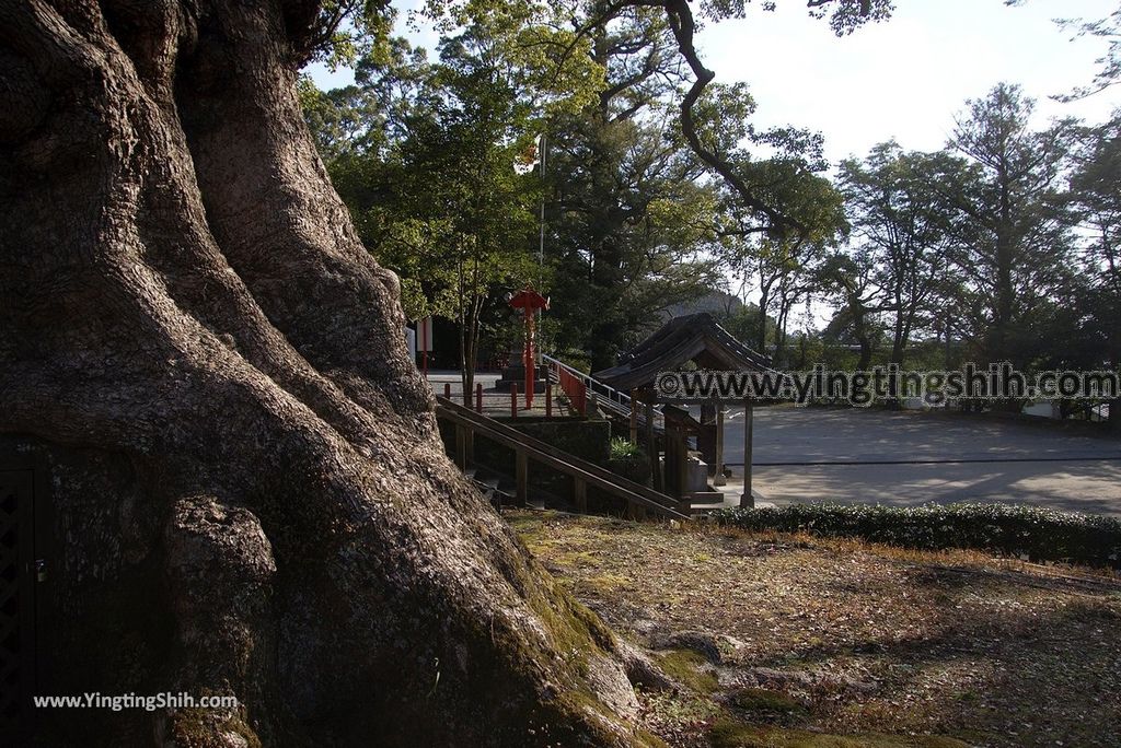 YTS_YTS_20190126_日本九州鹿兒島県姶良日本最大巨木／蒲生大楠／蒲生の大クスJapan Kagoshima Aira The Largest Tree In Japan042_3A5A2558.jpg