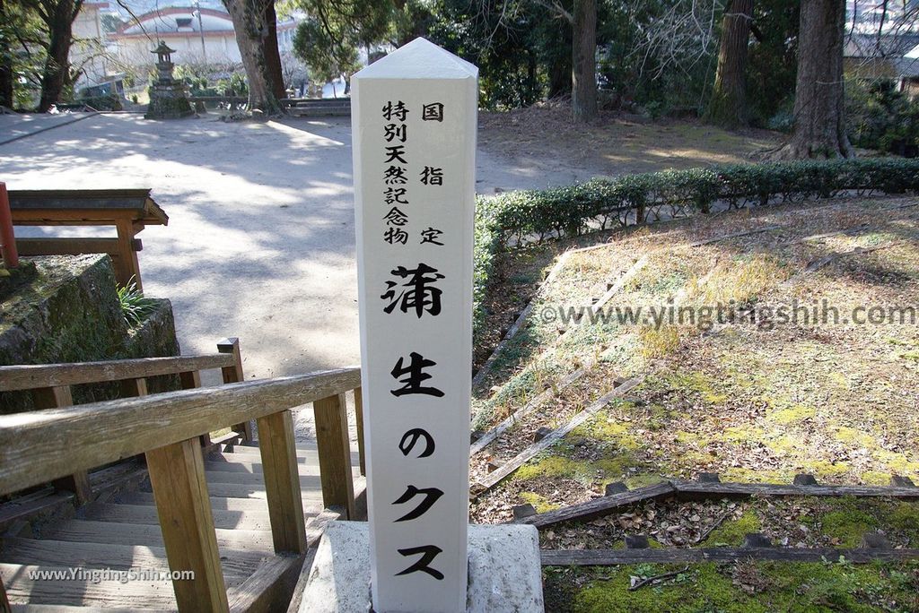 YTS_YTS_20190126_日本九州鹿兒島県姶良日本最大巨木／蒲生大楠／蒲生の大クスJapan Kagoshima Aira The Largest Tree In Japan046_3A5A2581.jpg