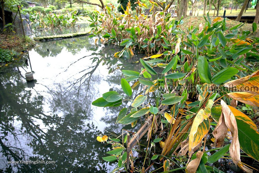 YTS_YTS_20190204_桃園八德埤塘生態公園／TINA廚房Taoyuan Bade Pond Ecology Park027_539A7401.jpg