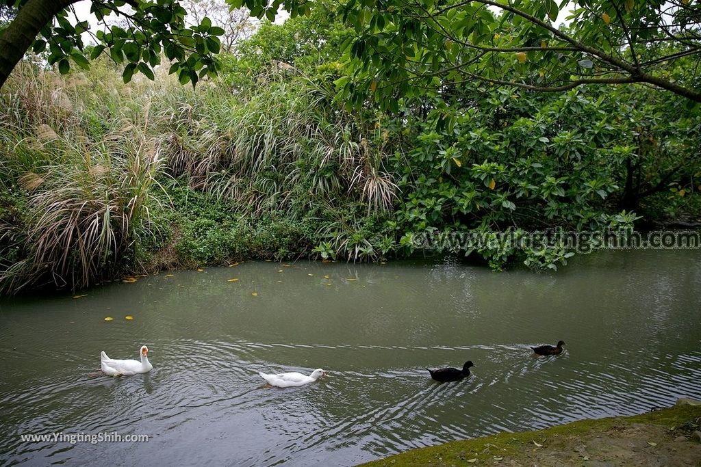 YTS_YTS_20190204_桃園八德埤塘生態公園／TINA廚房Taoyuan Bade Pond Ecology Park034_539A7424.jpg