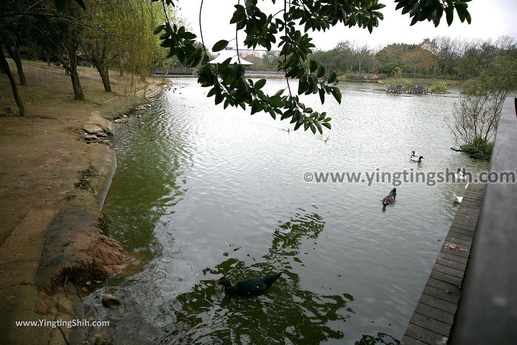 YTS_YTS_20190204_桃園八德埤塘生態公園／TINA廚房Taoyuan Bade Pond Ecology Park056_539A7453.jpg