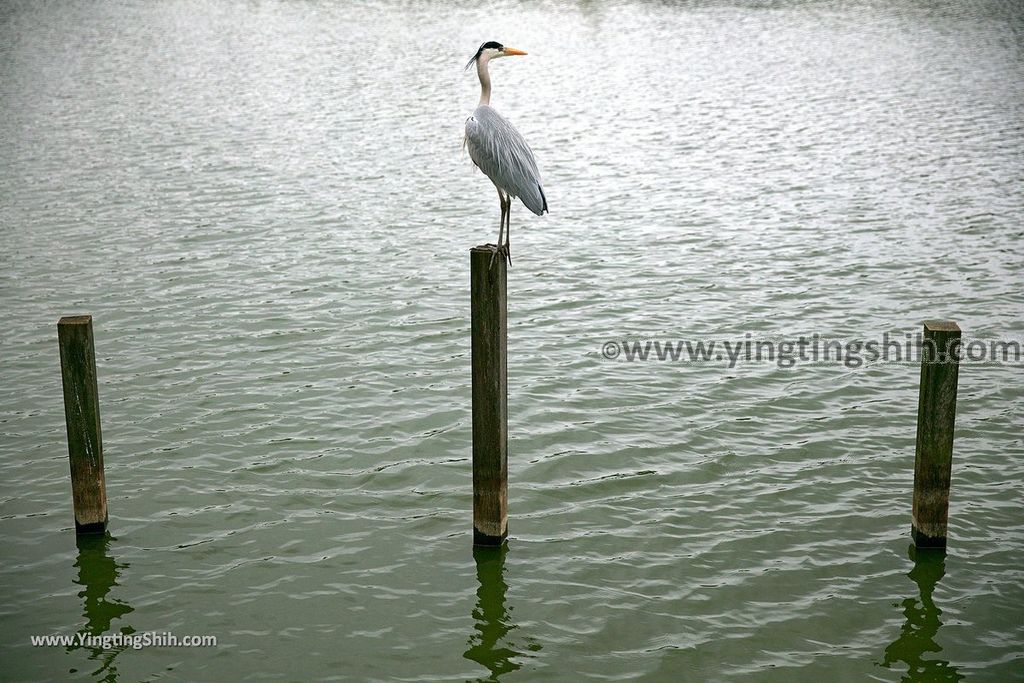 YTS_YTS_20190204_桃園八德埤塘生態公園／TINA廚房Taoyuan Bade Pond Ecology Park084_539A7655.jpg