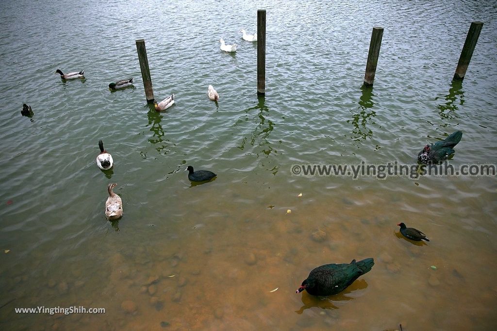 YTS_YTS_20190204_桃園八德埤塘生態公園／TINA廚房Taoyuan Bade Pond Ecology Park081_539A7554.jpg