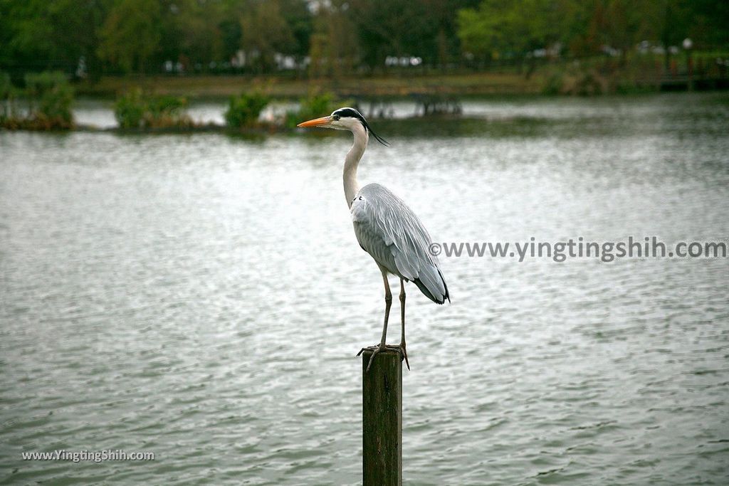 YTS_YTS_20190204_桃園八德埤塘生態公園／TINA廚房Taoyuan Bade Pond Ecology Park085_539A7657.jpg