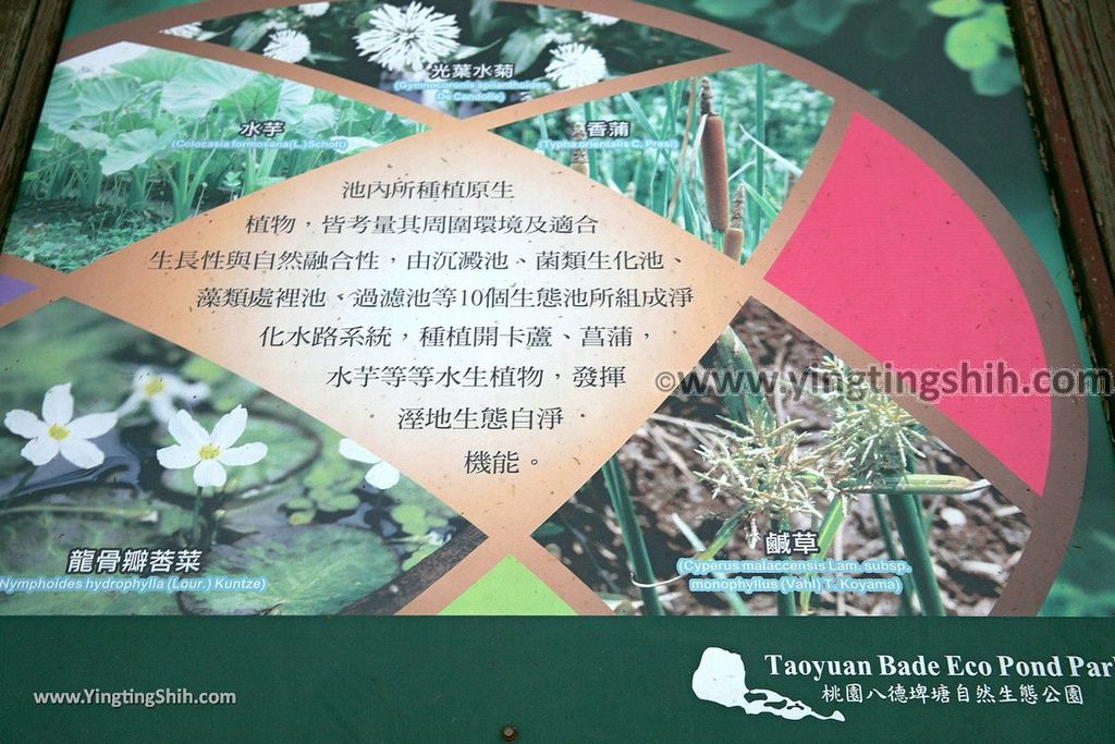 YTS_YTS_20190204_桃園八德埤塘生態公園／TINA廚房Taoyuan Bade Pond Ecology Park124_539A7759.jpg