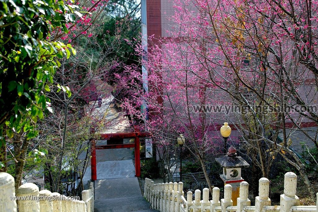 YTS_YTS_20190216_南投仁愛德龍宮／潮天堂／賞櫻Nantou Ren’ai Delong Temple Observation Deck015_539A2575.jpg