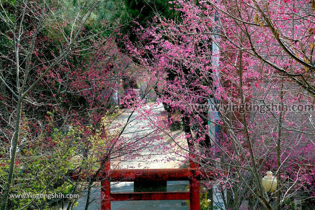 YTS_YTS_20190216_南投仁愛德龍宮／潮天堂／賞櫻Nantou Ren’ai Delong Temple Observation Deck014_539A2586.jpg