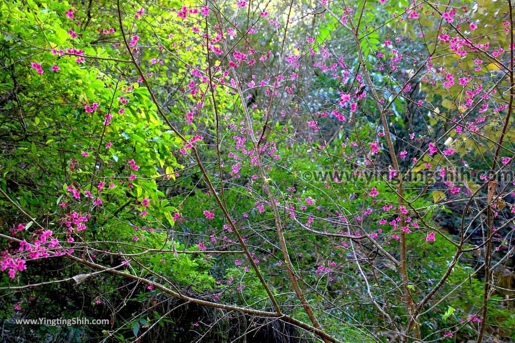 YTS_YTS_20190216_南投埔里南投觀音瀑布／觀音吊橋Nantou Puli Guanyin Falls057_539A1382.jpg