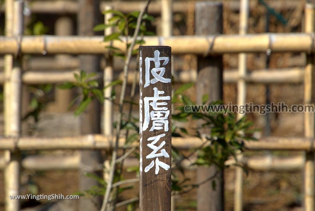 YTS_YTS_20190122_日本九州鹿兒島曾木發電所遺構展望公園／曾木瀑布Japan Kyushu Kagoshima Remains of the Sogi Power Station061_3A5A7619.jpg