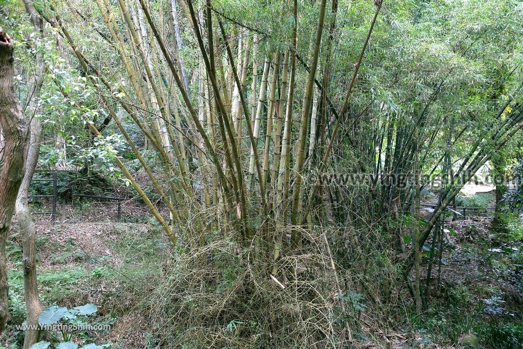 YTS_YTS_20190205_桃園市區奧爾森林學堂／虎頭山公園／竹園／經國梅園Taoyuan District Hutou Mountain Park181_539A8064.jpg