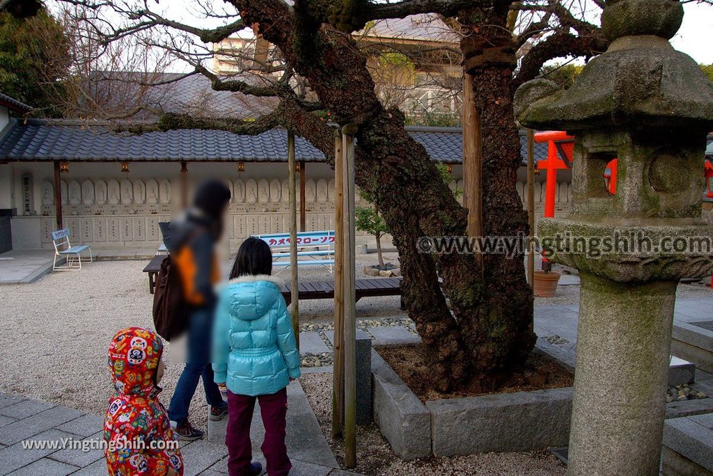 YTS_YTS_20190120_日本九州福岡筥崎宮（日本三大八幡宮）／惠光院Japan Kyushu Fukuoka Hakozaki Shrine216_3A5A5983.jpg