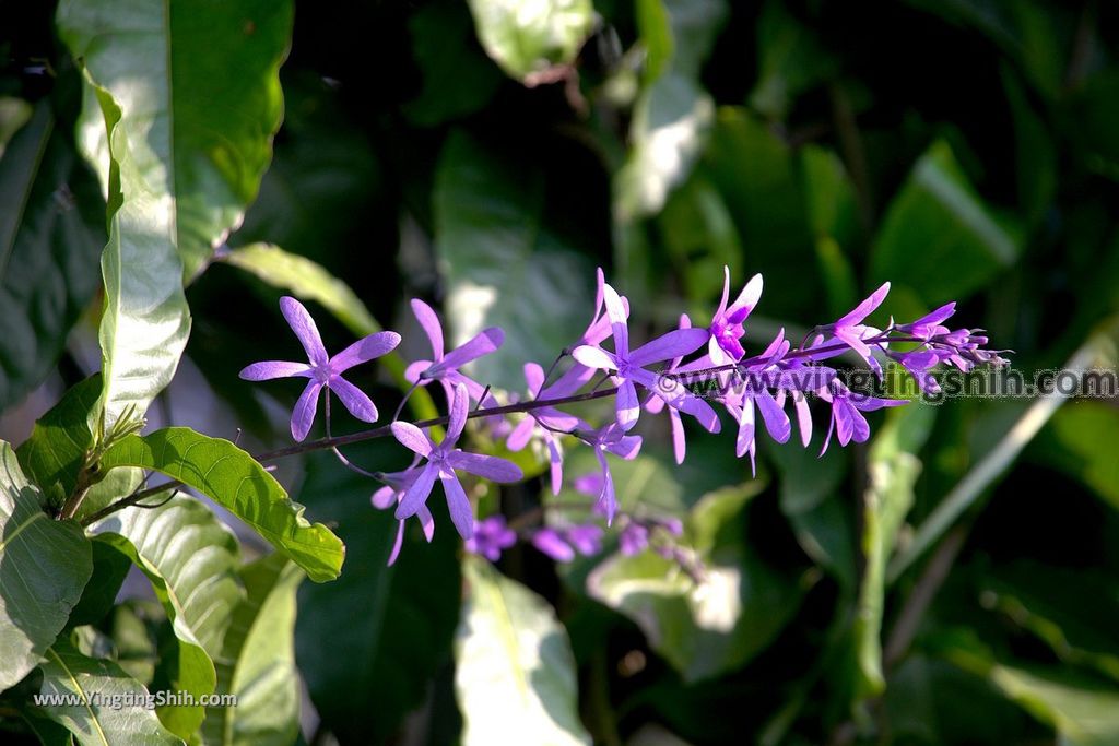 YTS_YTS_20190209_台南六甲九品蓮花生態教育園區Tainan Liujia Jioupin Lotus Garden064_539A9859.jpg