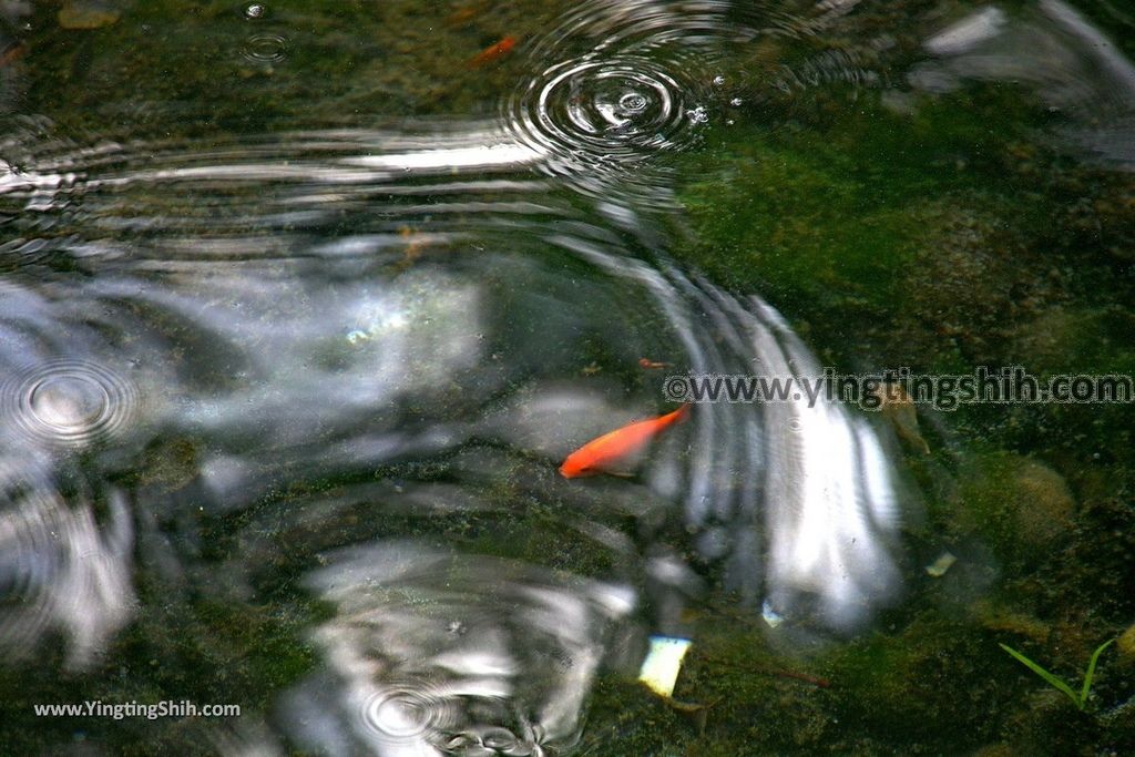 YTS_YTS_20190206_桃園龍潭區泉水坑／泉水空／湧泉Taoyuan Longtan Spring Fountain015_539A8108.jpg