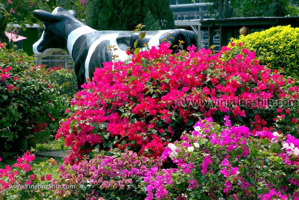 YTS_YTS_20190318_台南柳營八老爺牧場／乳牛的家Tainan Liouying The Cow%5Cs Home／Ranch041_539A1058.jpg