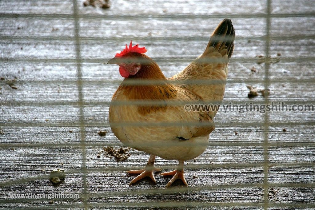 YTS_YTS_20190318_台南柳營八老爺牧場／乳牛的家Tainan Liouying The Cow%5Cs Home／Ranch067_539A1072.jpg