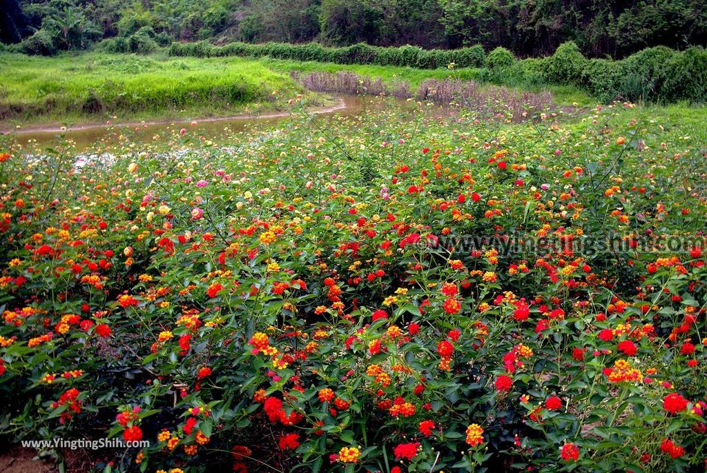 YTS_YTS_20190330_台南柳營永華沼澤生態池／陳永華將軍古墓／歷史建築Tainan Liuying Chen Yunghua Ancient Tomb066_539A6510.jpg