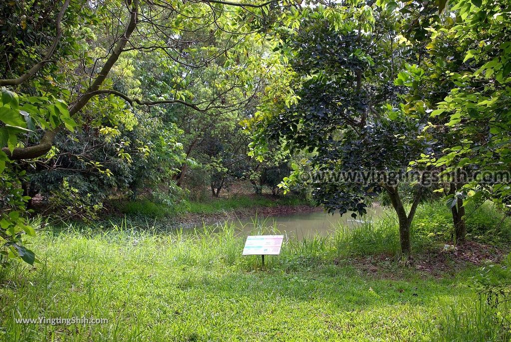 YTS_YTS_20190330_台南官田水雉生態教育園區Tainan Guantian Pheasant-tailed Jacana Habitat Education Park033_539A6678.jpg