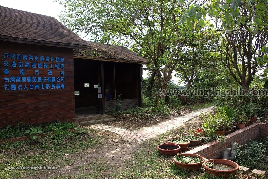 YTS_YTS_20190330_台南官田水雉生態教育園區Tainan Guantian Pheasant-tailed Jacana Habitat Education Park047_539A6700.jpg