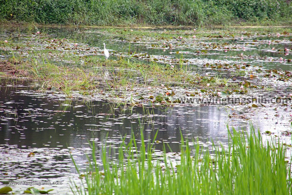 YTS_YTS_20190330_台南官田水雉生態教育園區Tainan Guantian Pheasant-tailed Jacana Habitat Education Park057_539A6711.jpg