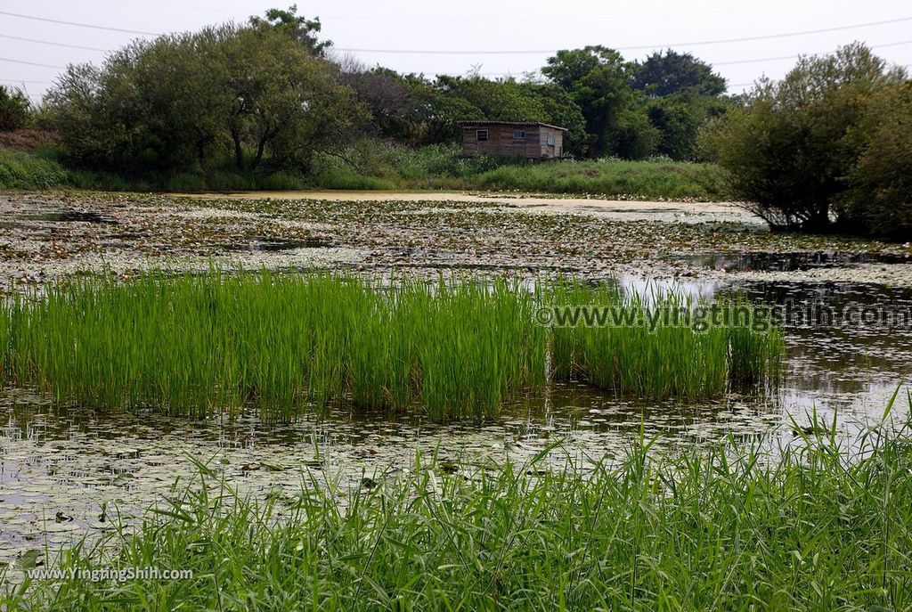 YTS_YTS_20190330_台南官田水雉生態教育園區Tainan Guantian Pheasant-tailed Jacana Habitat Education Park056_539A6730.jpg