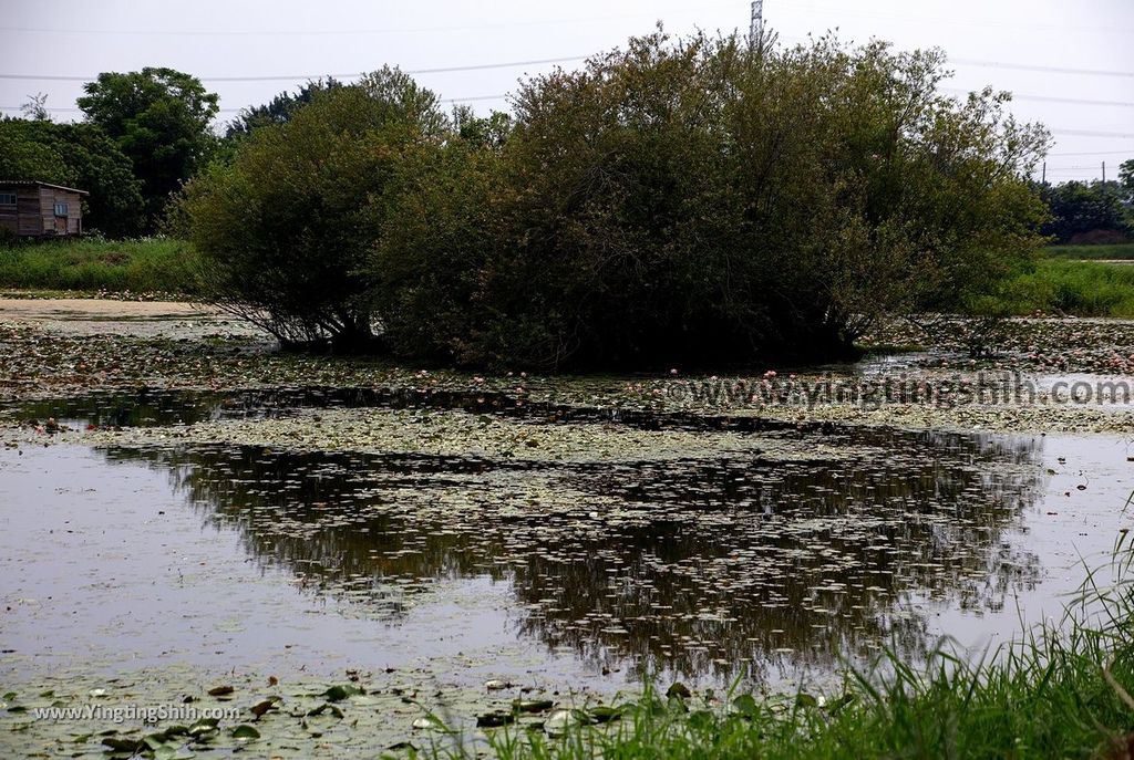 YTS_YTS_20190330_台南官田水雉生態教育園區Tainan Guantian Pheasant-tailed Jacana Habitat Education Park055_539A6718.jpg