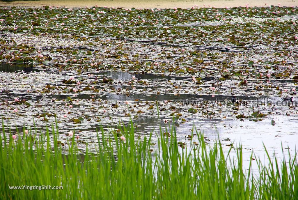 YTS_YTS_20190330_台南官田水雉生態教育園區Tainan Guantian Pheasant-tailed Jacana Habitat Education Park058_539A6713.jpg