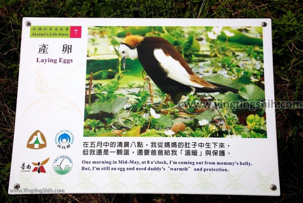 YTS_YTS_20190330_台南官田水雉生態教育園區Tainan Guantian Pheasant-tailed Jacana Habitat Education Park096_539A6782.jpg