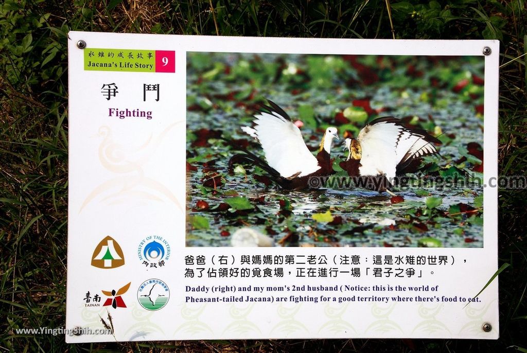 YTS_YTS_20190330_台南官田水雉生態教育園區Tainan Guantian Pheasant-tailed Jacana Habitat Education Park098_539A6784.jpg