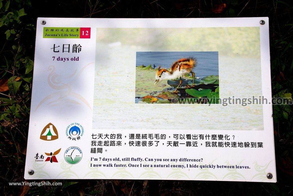 YTS_YTS_20190330_台南官田水雉生態教育園區Tainan Guantian Pheasant-tailed Jacana Habitat Education Park110_539A6802.jpg