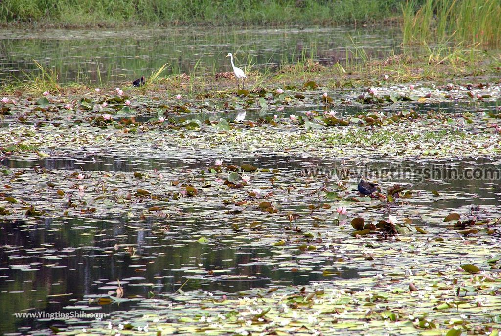 YTS_YTS_20190330_台南官田水雉生態教育園區Tainan Guantian Pheasant-tailed Jacana Habitat Education Park106_539A6789.jpg