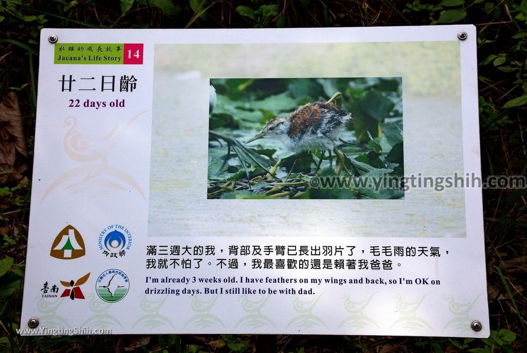 YTS_YTS_20190330_台南官田水雉生態教育園區Tainan Guantian Pheasant-tailed Jacana Habitat Education Park112_539A6804.jpg