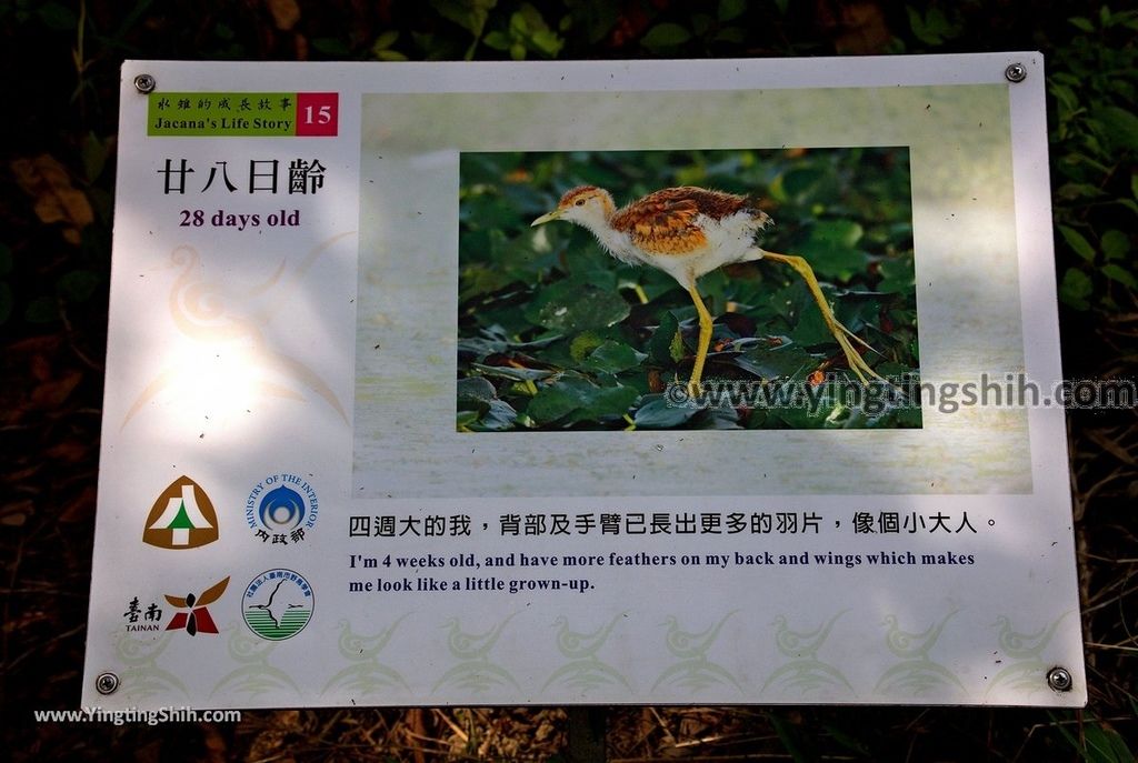 YTS_YTS_20190330_台南官田水雉生態教育園區Tainan Guantian Pheasant-tailed Jacana Habitat Education Park113_539A6805.jpg