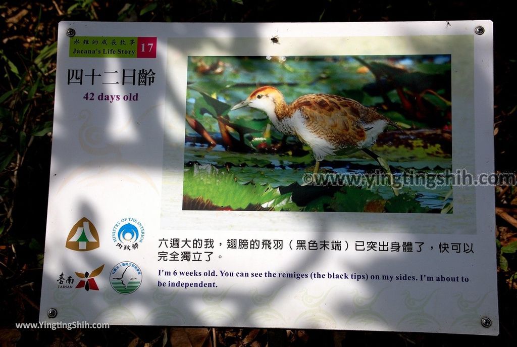 YTS_YTS_20190330_台南官田水雉生態教育園區Tainan Guantian Pheasant-tailed Jacana Habitat Education Park115_539A6807.jpg