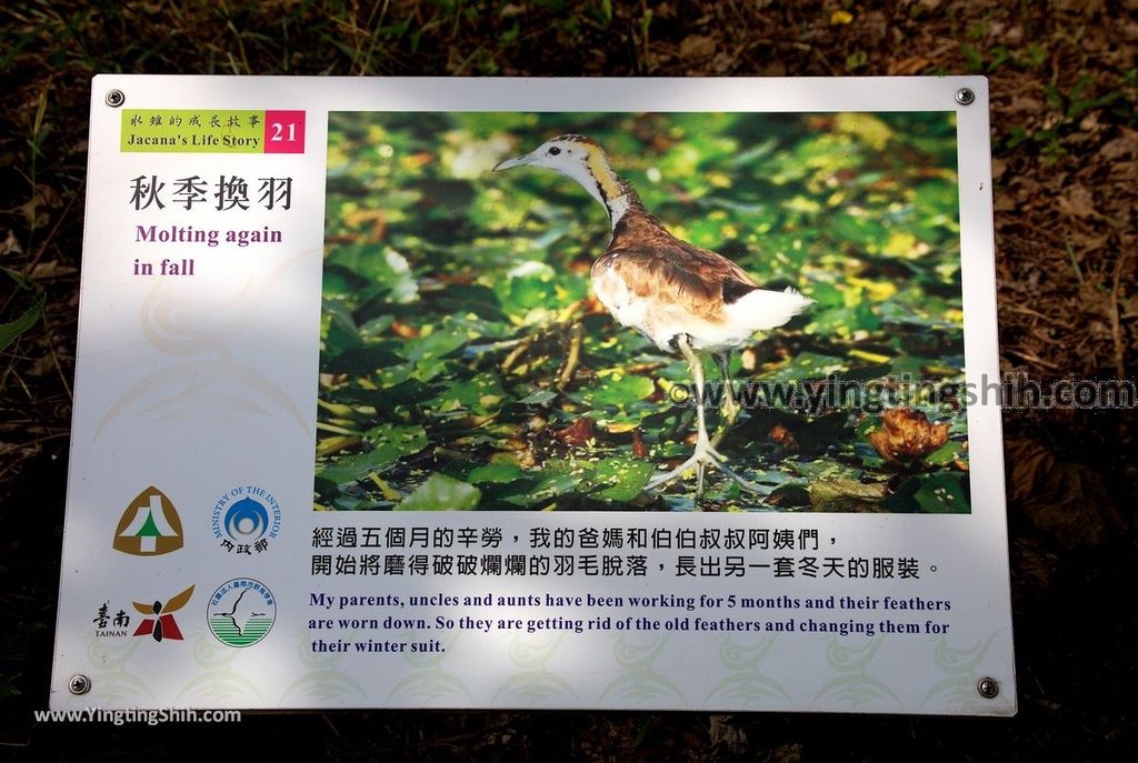 YTS_YTS_20190330_台南官田水雉生態教育園區Tainan Guantian Pheasant-tailed Jacana Habitat Education Park119_539A6812.jpg