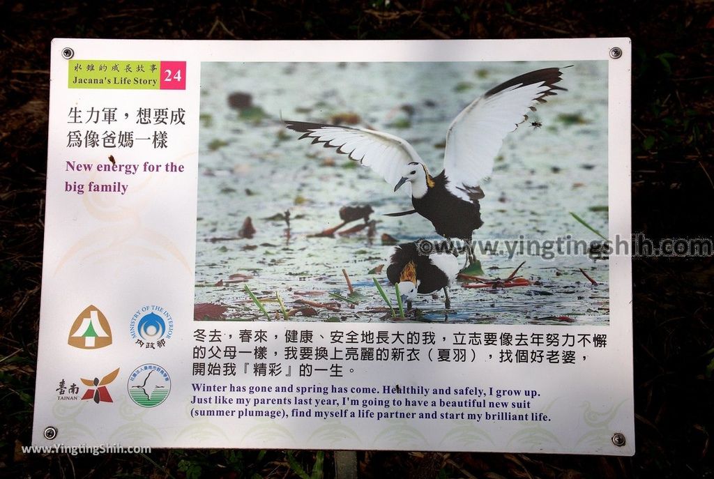 YTS_YTS_20190330_台南官田水雉生態教育園區Tainan Guantian Pheasant-tailed Jacana Habitat Education Park122_539A6816.jpg