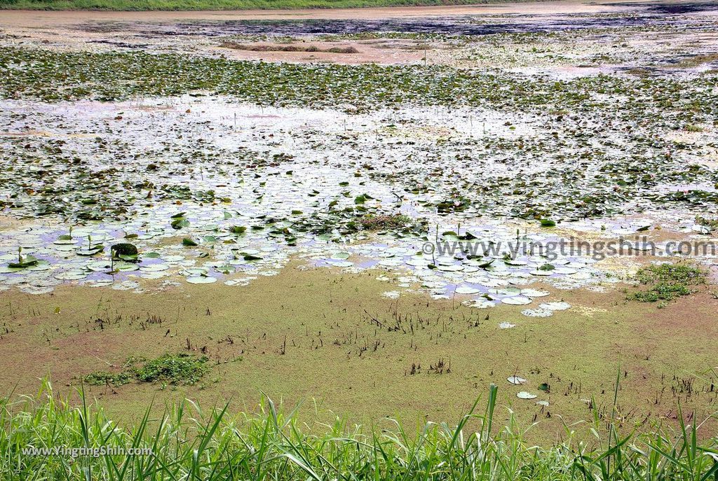 YTS_YTS_20190330_台南官田水雉生態教育園區Tainan Guantian Pheasant-tailed Jacana Habitat Education Park127_539A6829.jpg