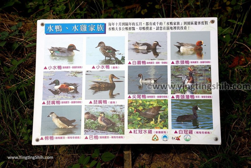 YTS_YTS_20190330_台南官田水雉生態教育園區Tainan Guantian Pheasant-tailed Jacana Habitat Education Park131_539A6894.jpg