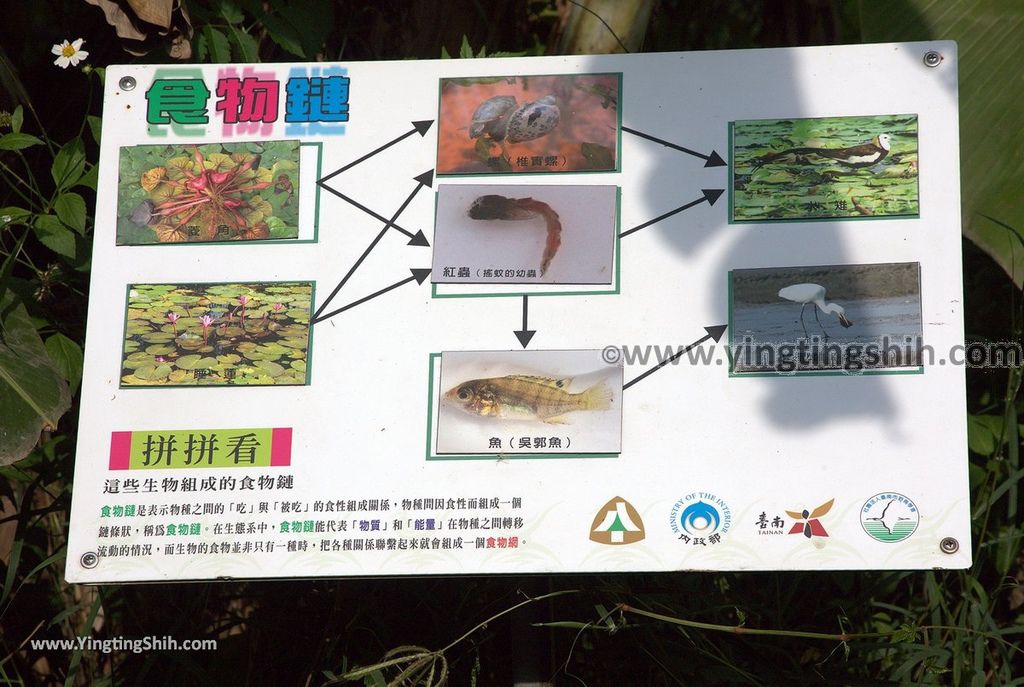 YTS_YTS_20190330_台南官田水雉生態教育園區Tainan Guantian Pheasant-tailed Jacana Habitat Education Park132_539A6954.jpg