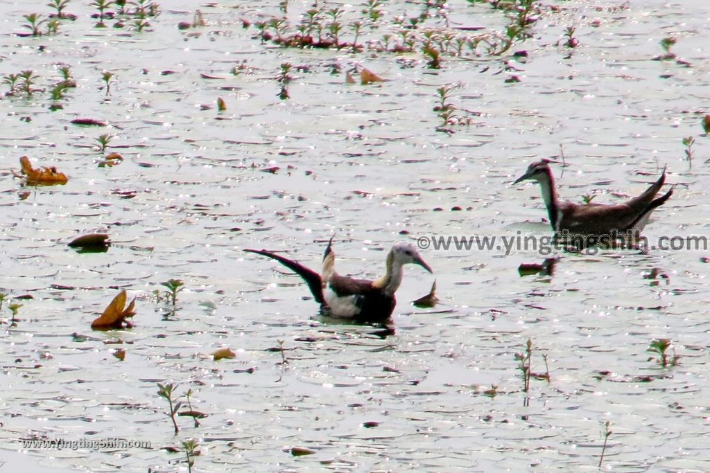 YTS_YTS_20190330_台南官田水雉生態教育園區Tainan Guantian Pheasant-tailed Jacana Habitat Education Park138_539A6963.jpg